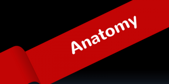 Anatomy_400x339