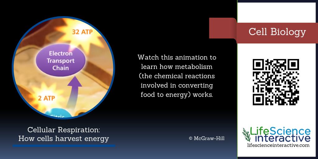 Animations – Life Science Interactive